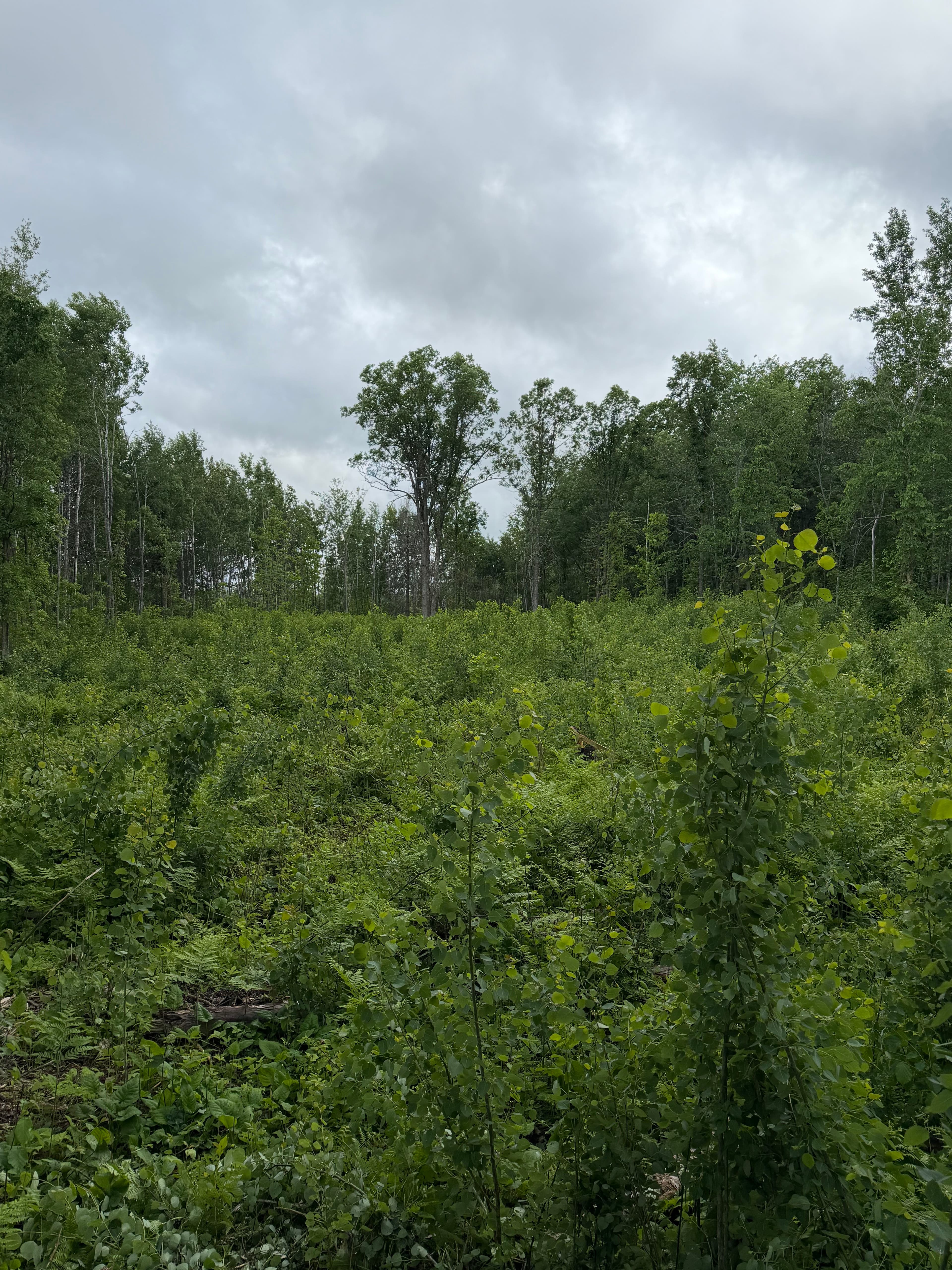 Project Logging Debris Cleared and Food Plot Ready with Forestry Mulching image