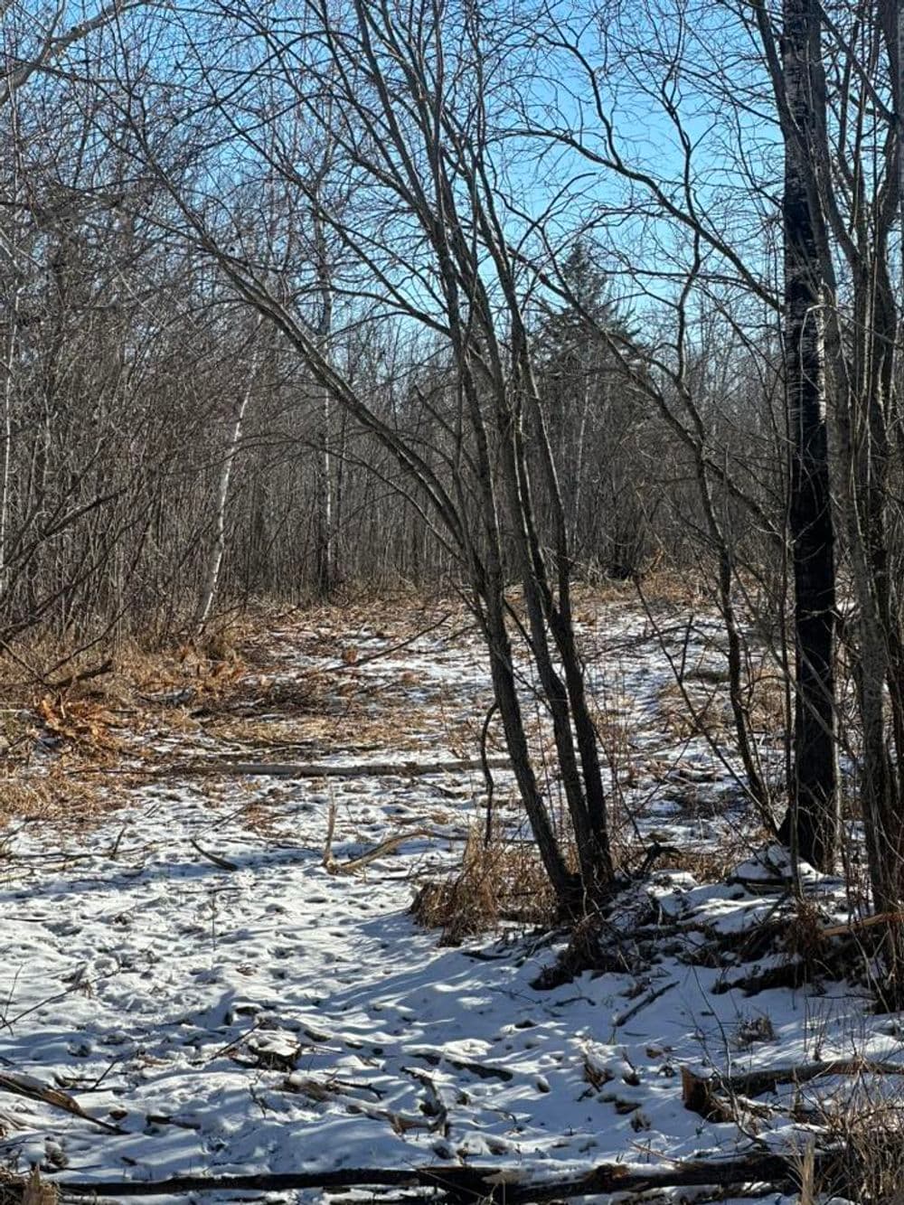 Forestry Mulching image